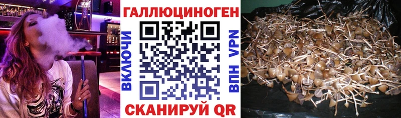 наркотики Нюрба Псилоцибиновые грибы прущие грибы